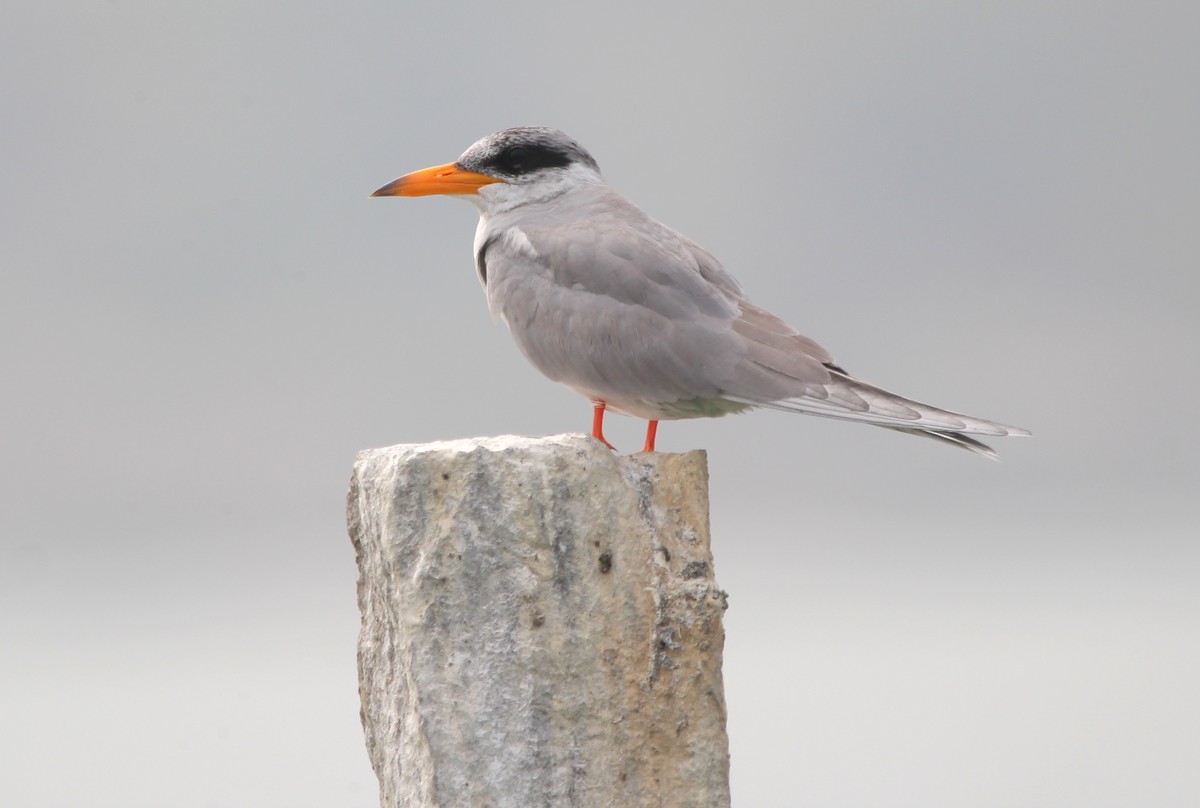 River Tern - Vyom Vyas