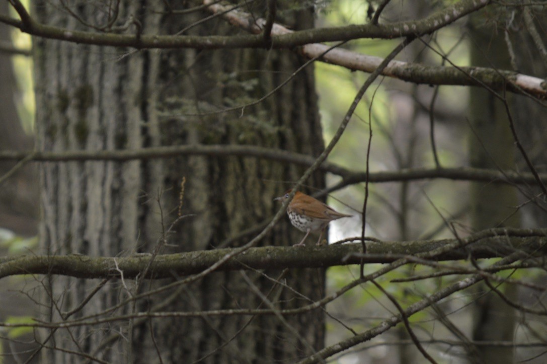 Wood Thrush - Brett Hillman