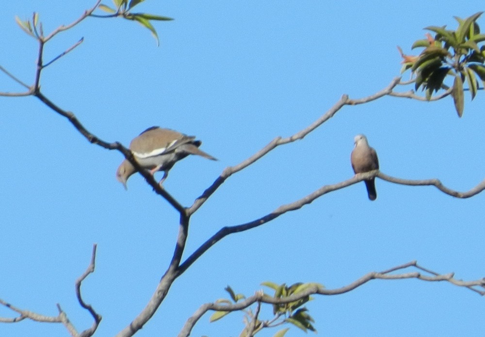 Ruddy Ground Dove - ML127967461