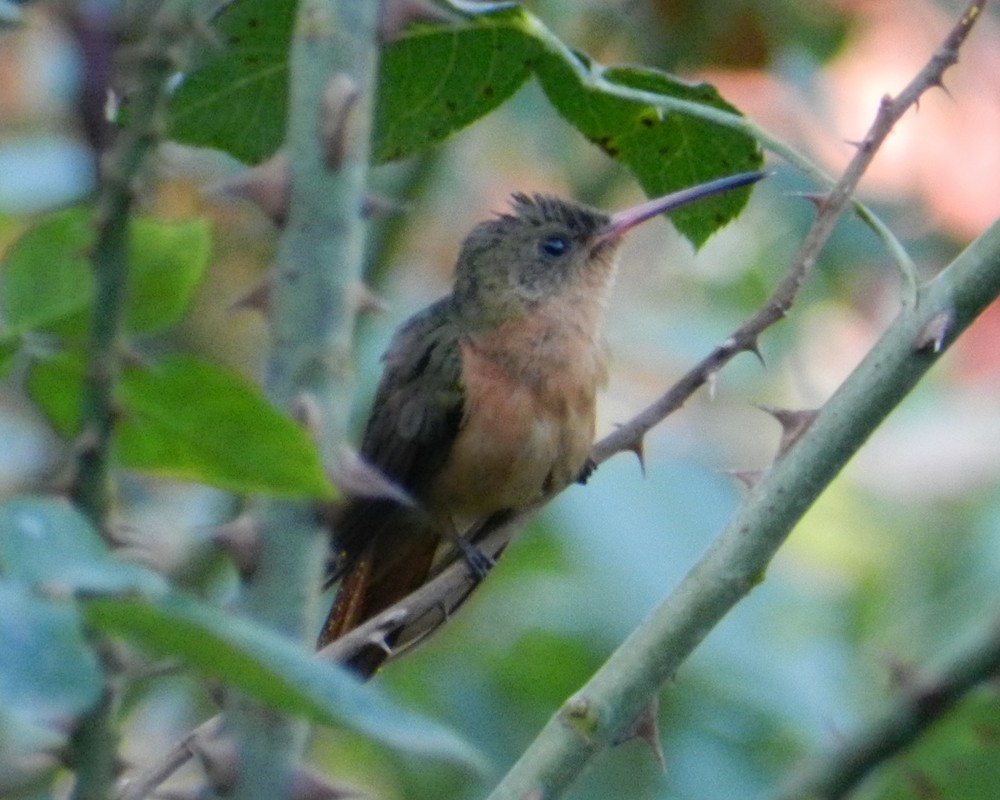 Cinnamon Hummingbird - ML127967611