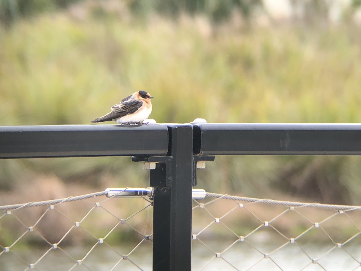 Cave Swallow (Texas) - ML127969611