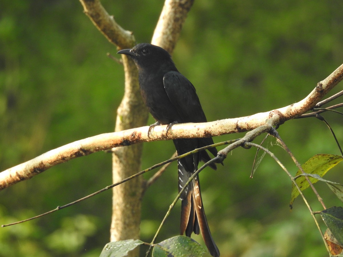 Fork-tailed Drongo-Cuckoo - Sreedevi A