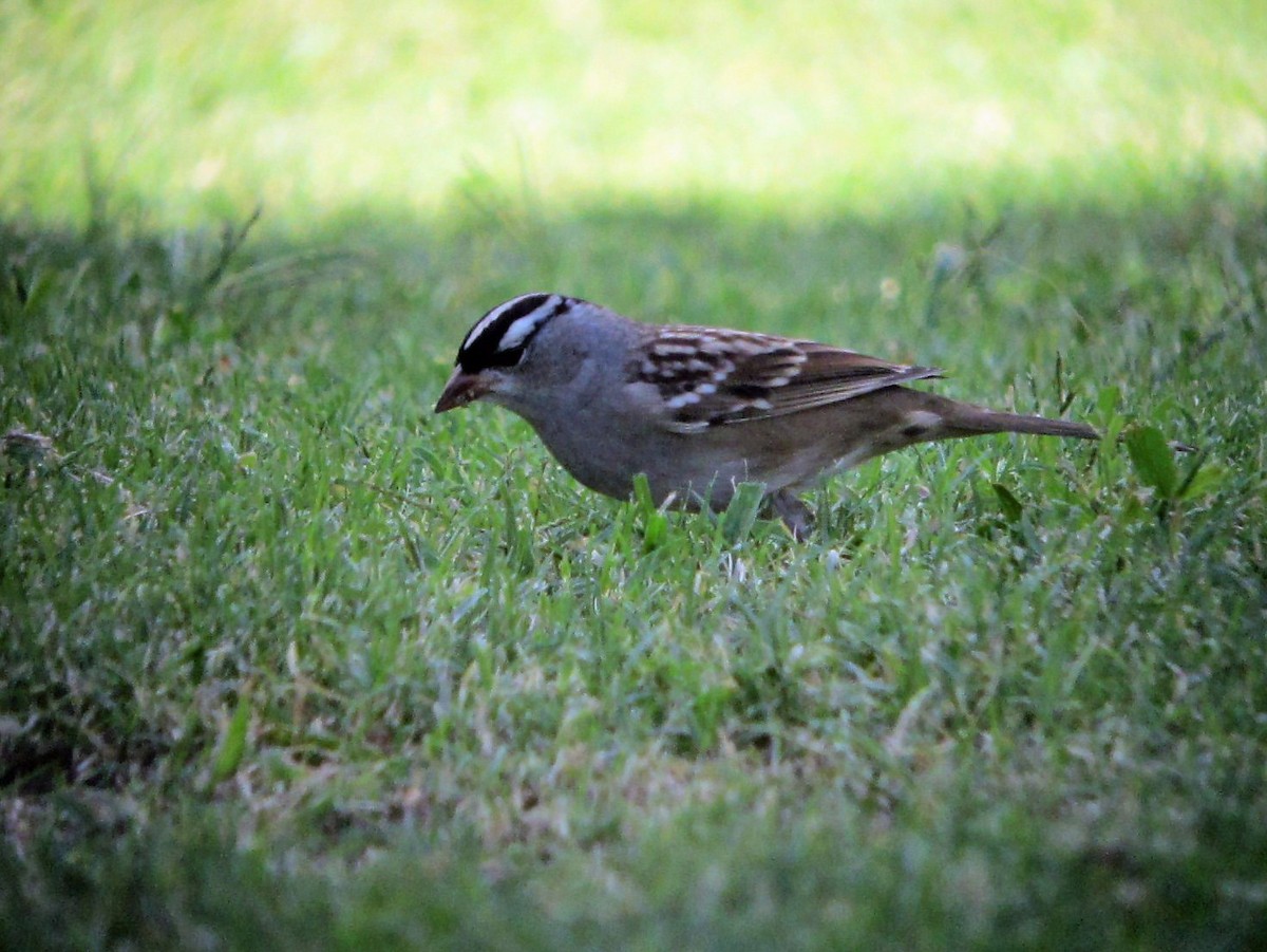 White-crowned Sparrow (Dark-lored) - ML127972311