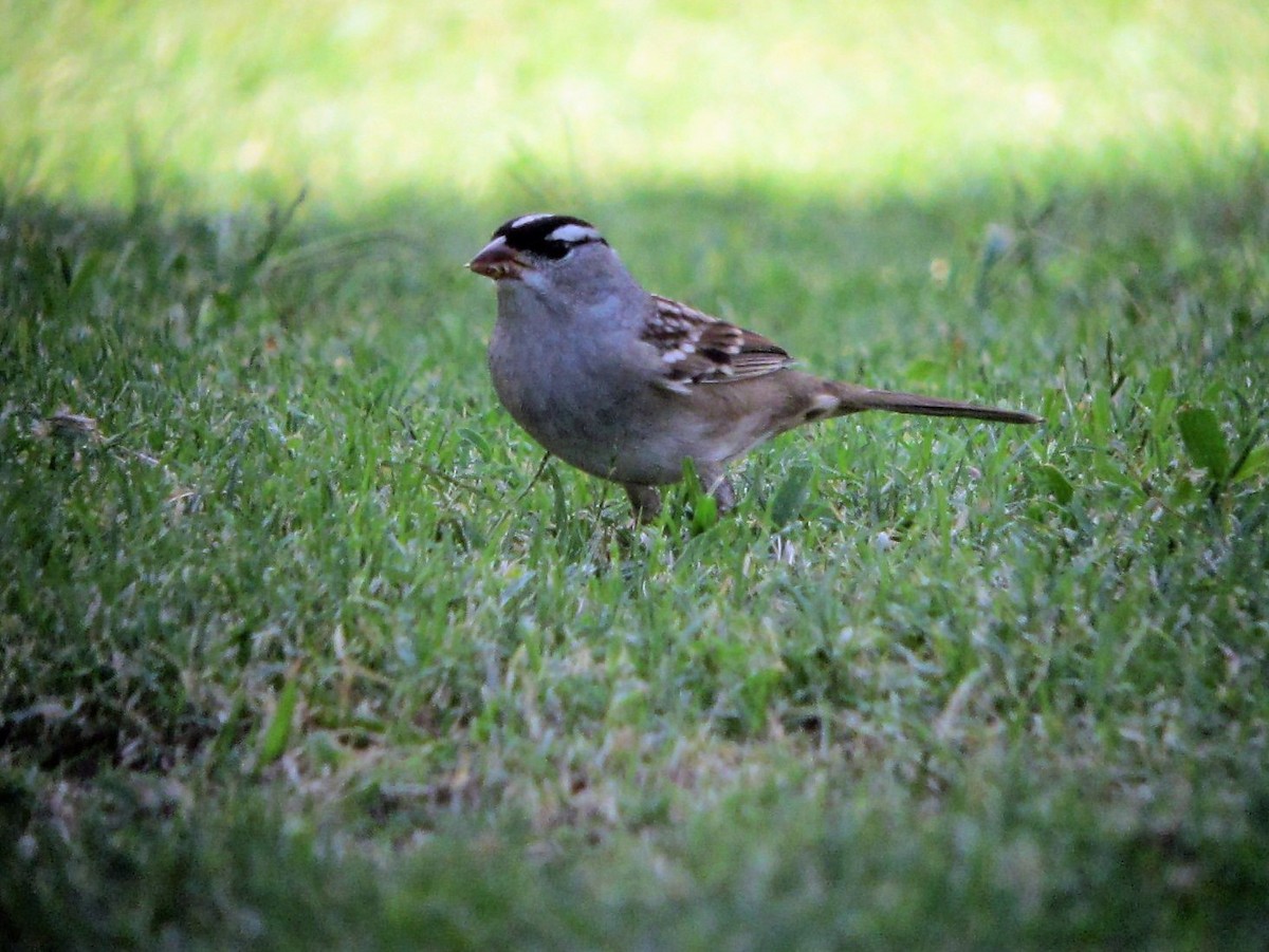 Chingolo Coroniblanco (leucophrys/oriantha) - ML127972321