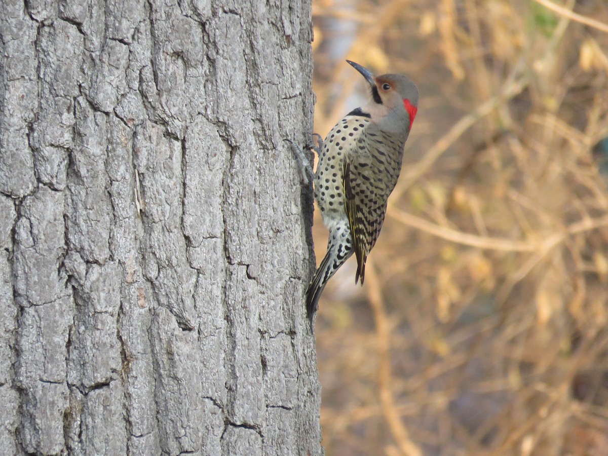 Northern Flicker (Yellow-shafted) - Jim Fuehrmeyer