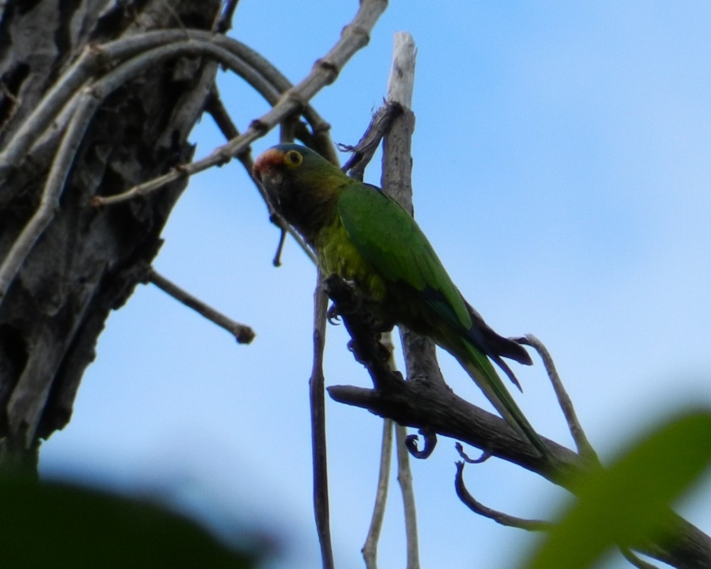 Aratinga Frentinaranja - ML127974001