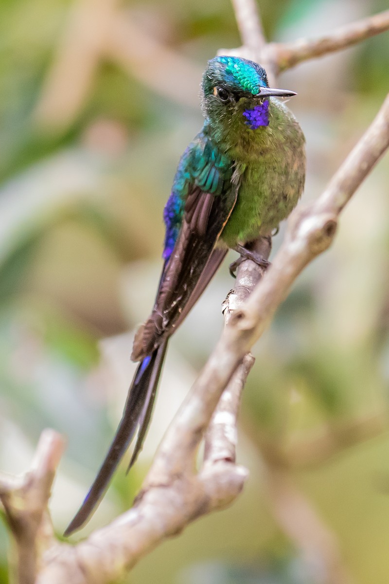Violet-tailed Sylph - ML127974061