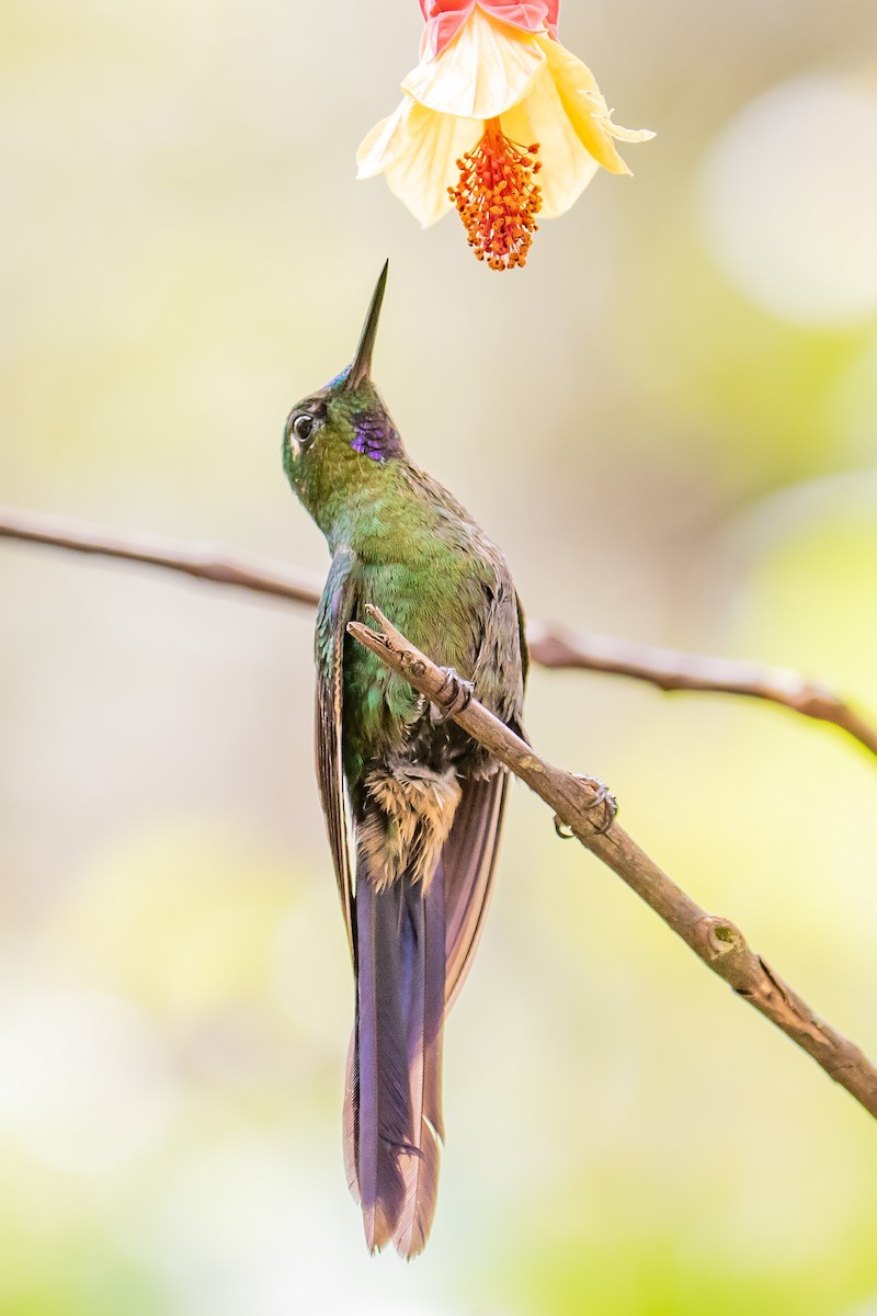 Violet-tailed Sylph - ML127974081
