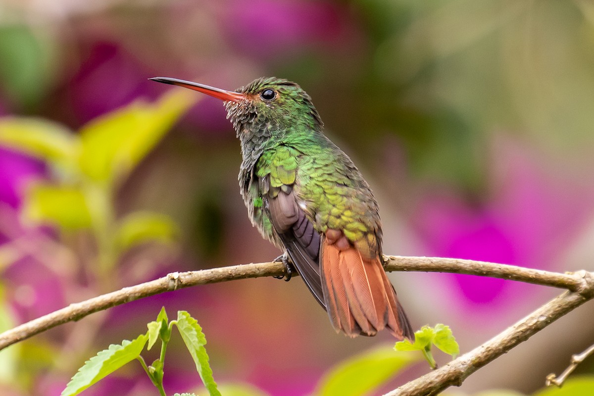 Rufous-tailed Hummingbird - ML127974301