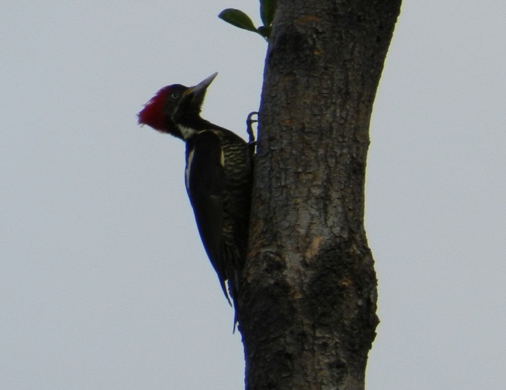 Lineated Woodpecker - Orlando Jarquín