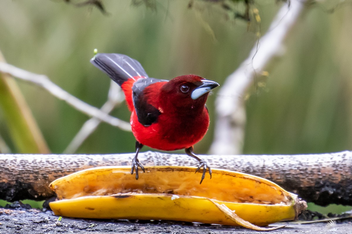 Crimson-backed Tanager - ML127974531