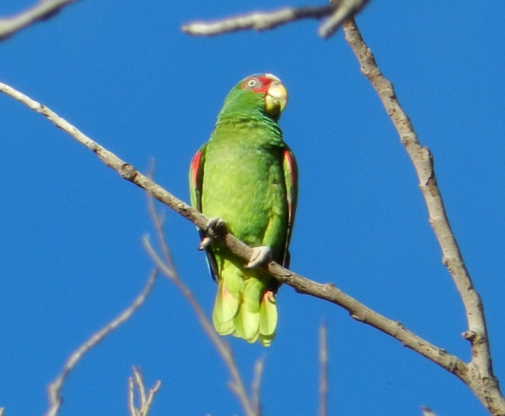White-fronted Parrot - Orlando Jarquín