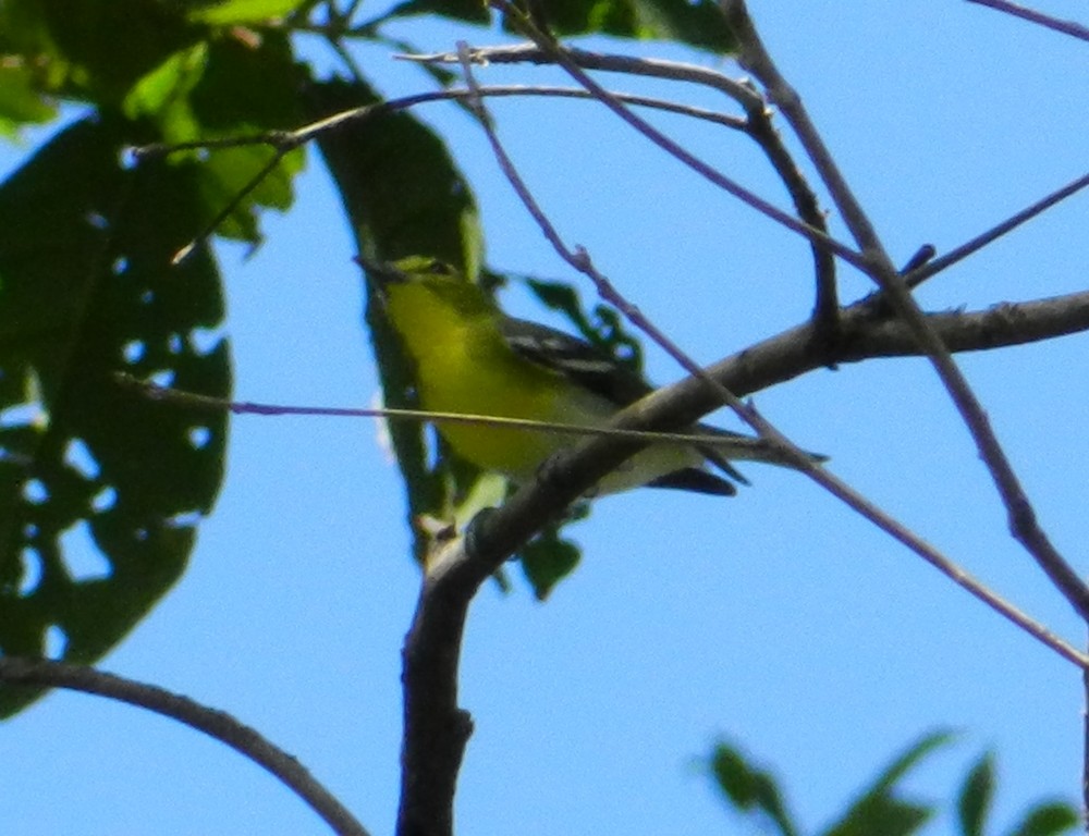 Yellow-throated Vireo - Orlando Jarquín