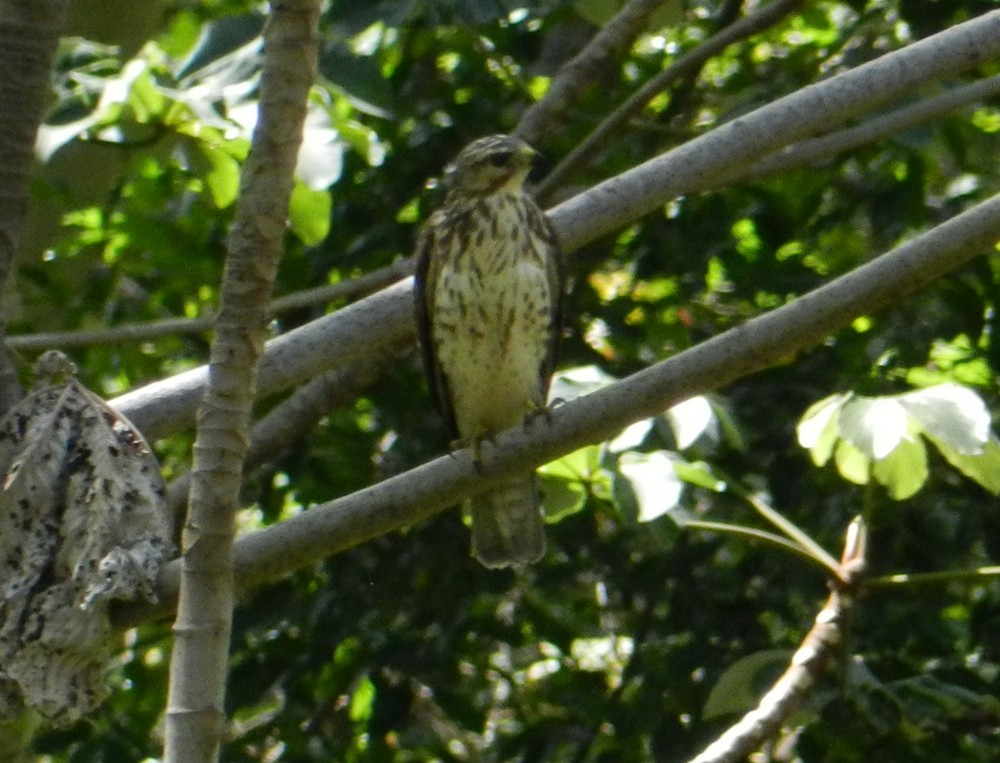 Gray Hawk - ML127975921
