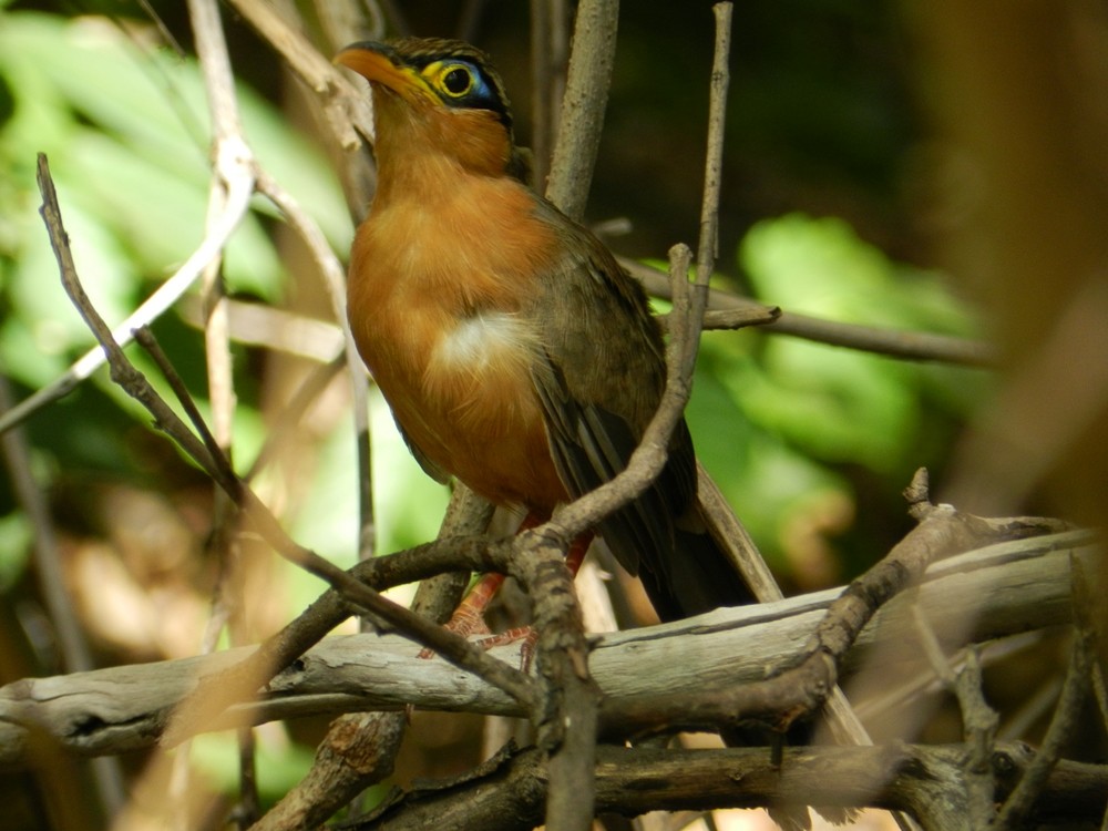 Lesser Ground-Cuckoo - ML127976131