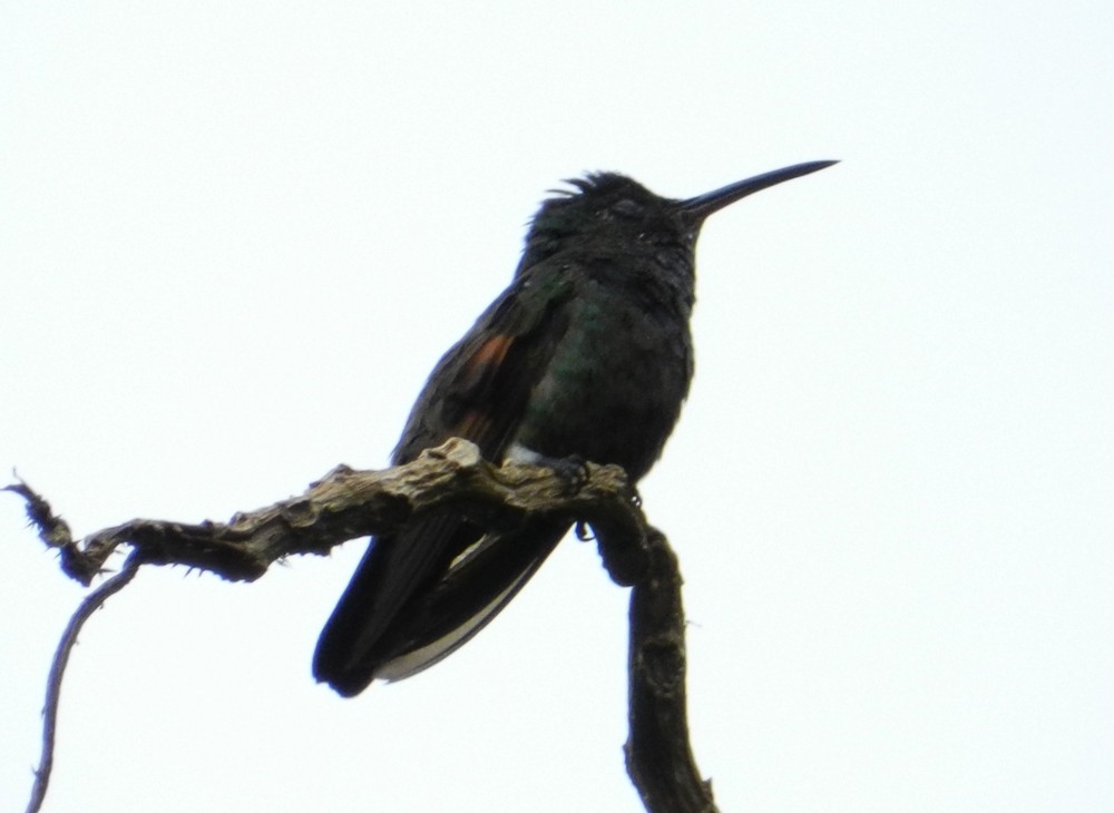 Blue-tailed Hummingbird - Orlando Jarquín