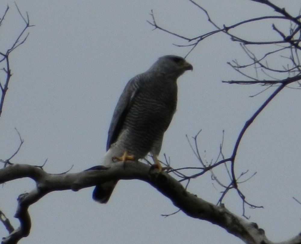 Gray Hawk - ML127976561