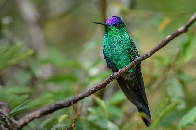 Violet-capped Woodnymph - Carlos Goulart