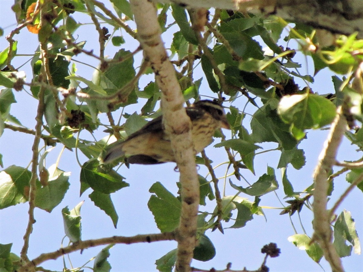 Rose-breasted Grosbeak - ML127977471