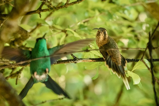 Dusky-throated Hermit - ML127977671