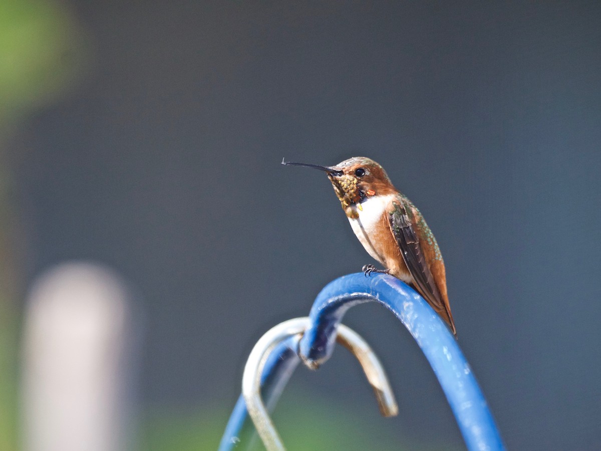 Allen's Hummingbird - ML127978681