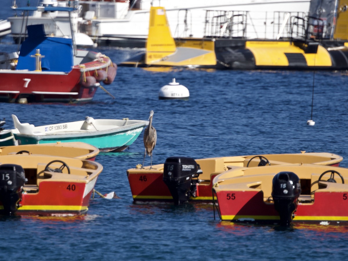 Great Blue Heron - ML127979381