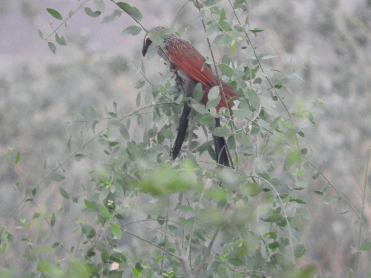 White-browed Coucal - ML127979471