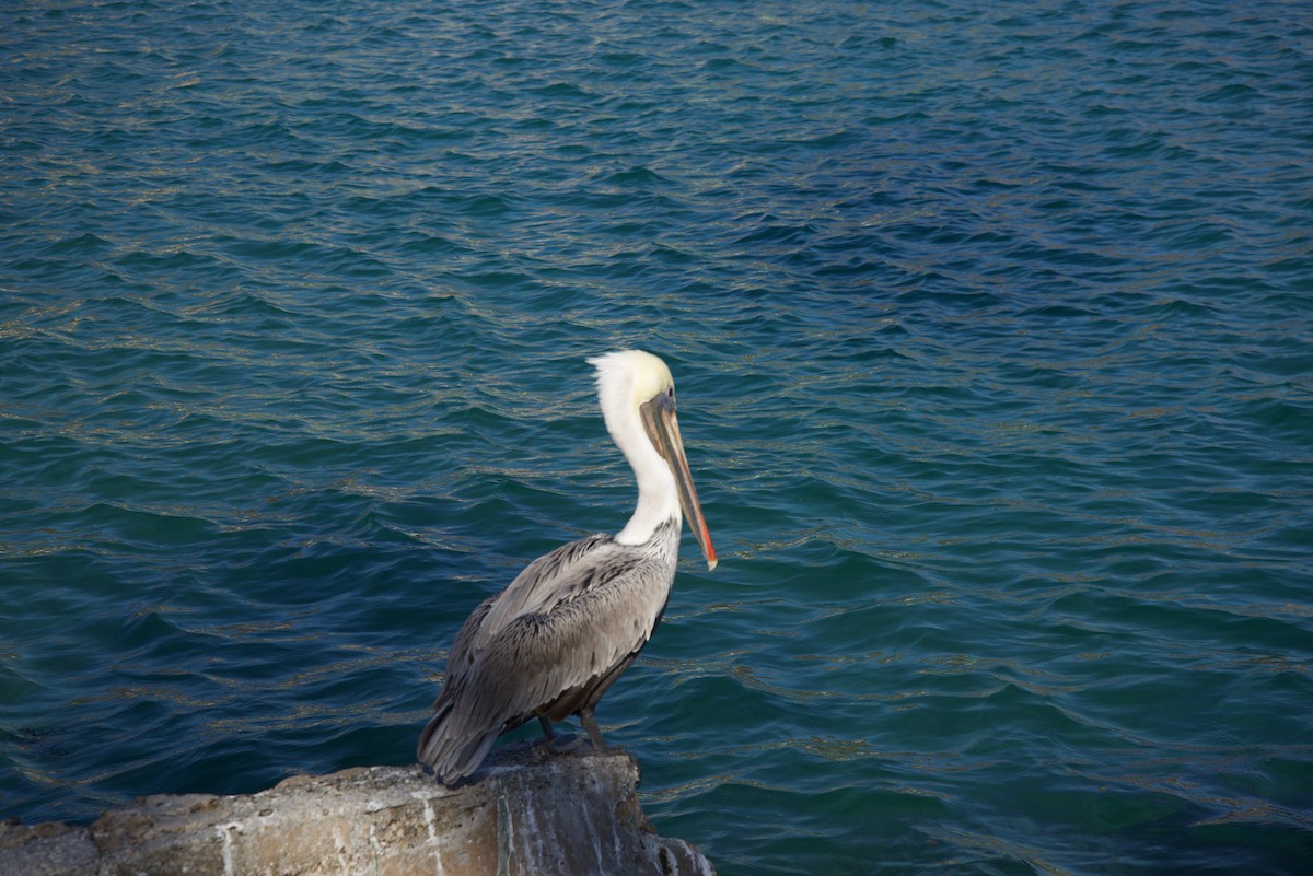 Brown Pelican - ML127979511