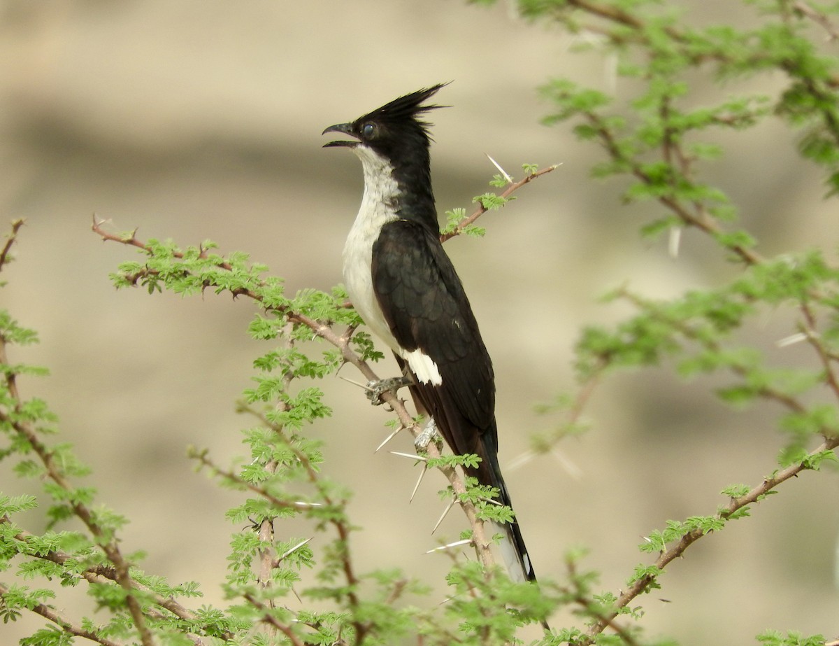 Pied Cuckoo - ML127979571