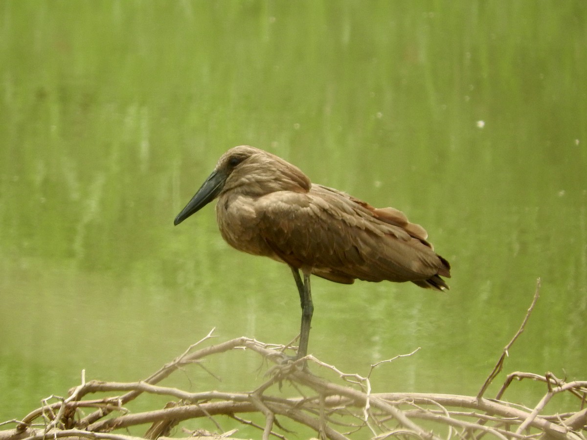 Hamerkop - ML127979671