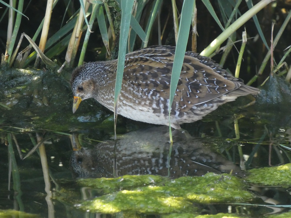 Spotted Crake - ML127979731