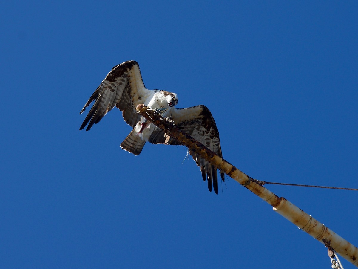 Osprey - ML127979751