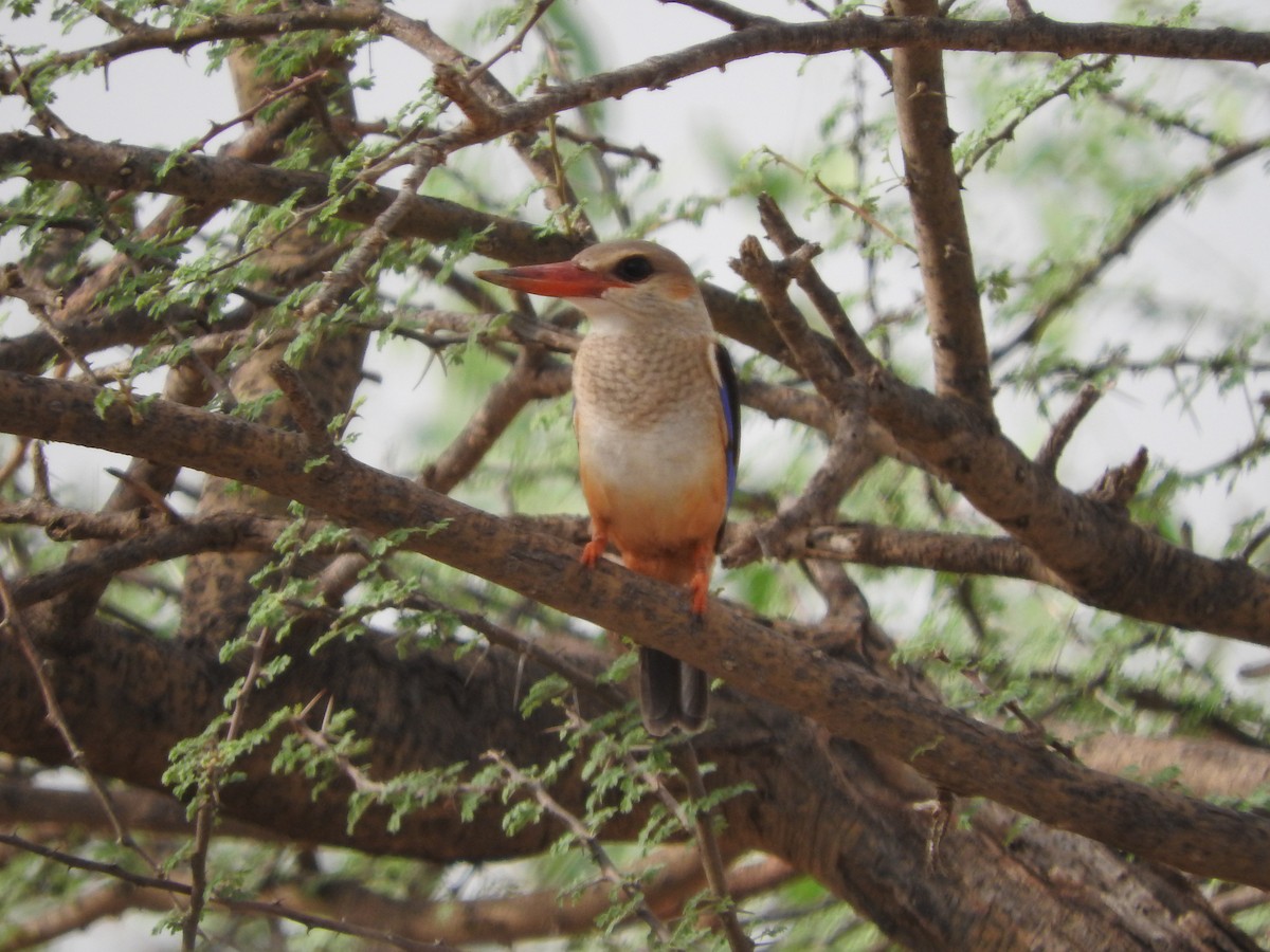 Gray-headed Kingfisher - ML127979951