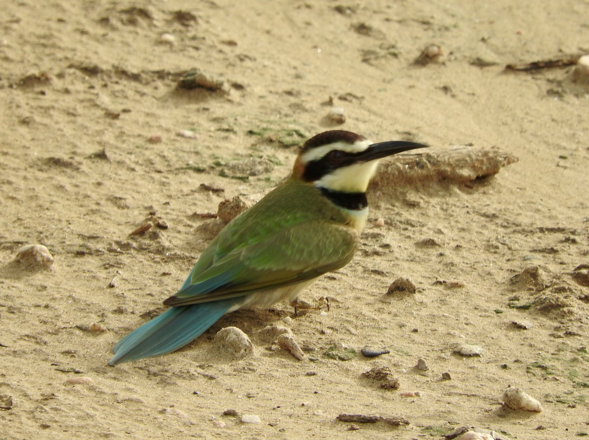 White-throated Bee-eater - ML127980061