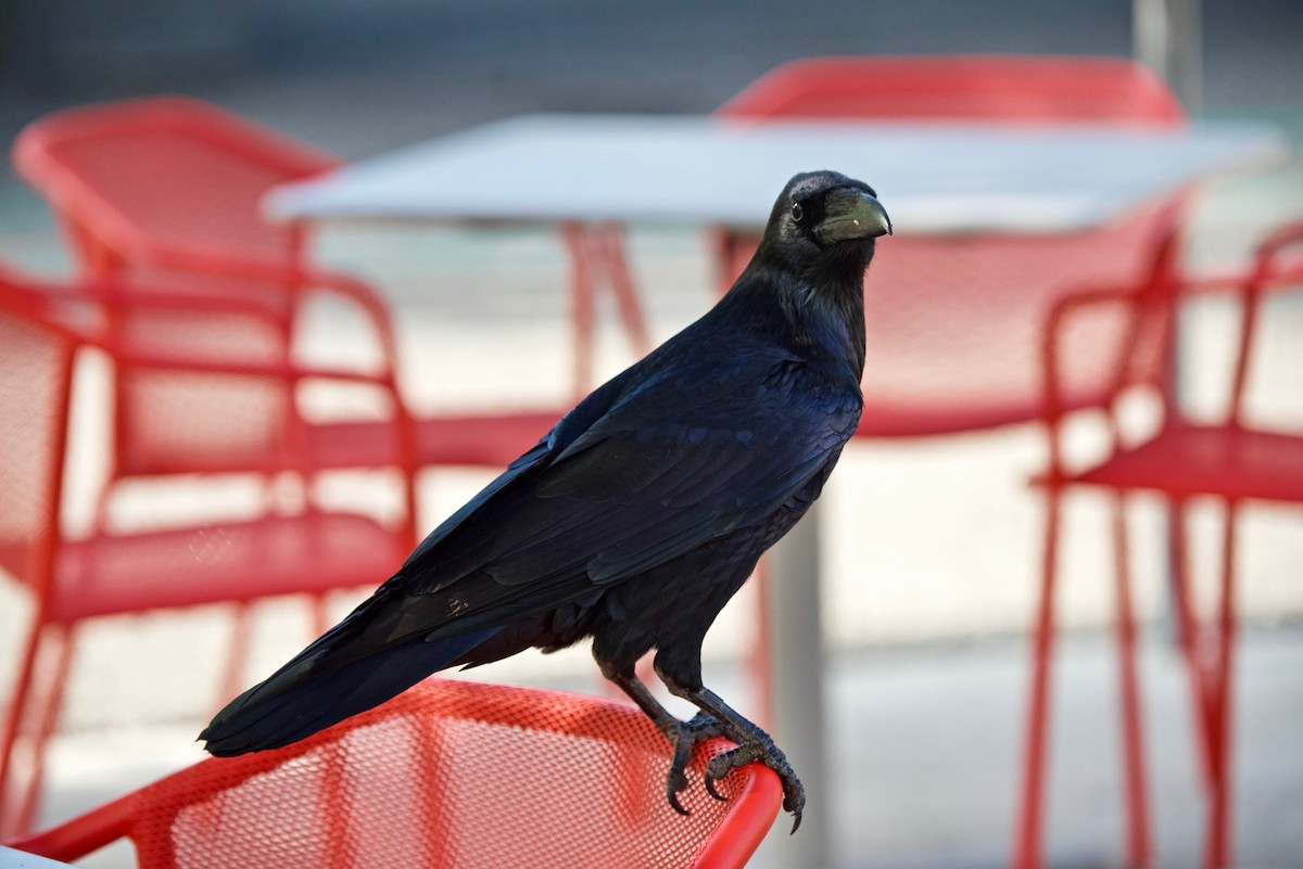 Common Raven - ML127980181