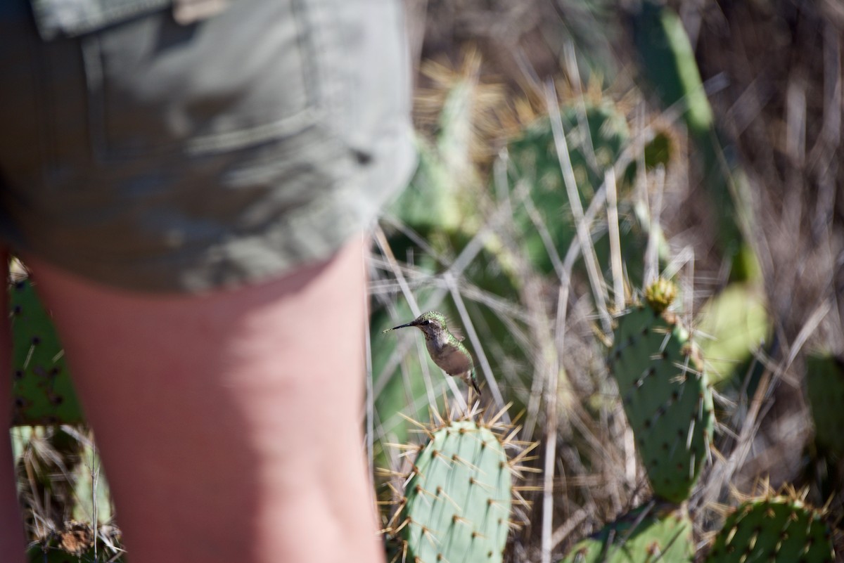 Anna's Hummingbird - ML127980231