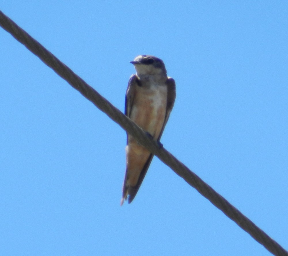 Barn Swallow - ML127980291