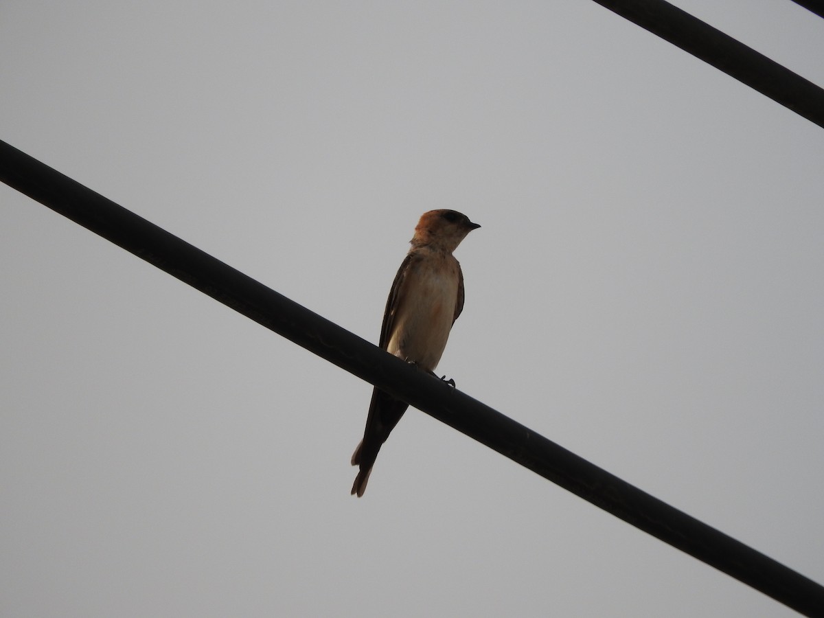 European Red-rumped Swallow - ML127980311