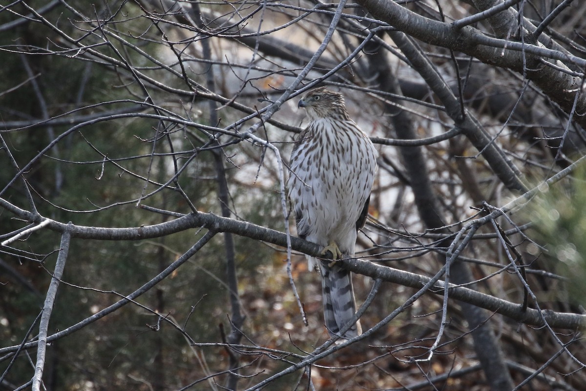 Cooper's Hawk - ML127980331