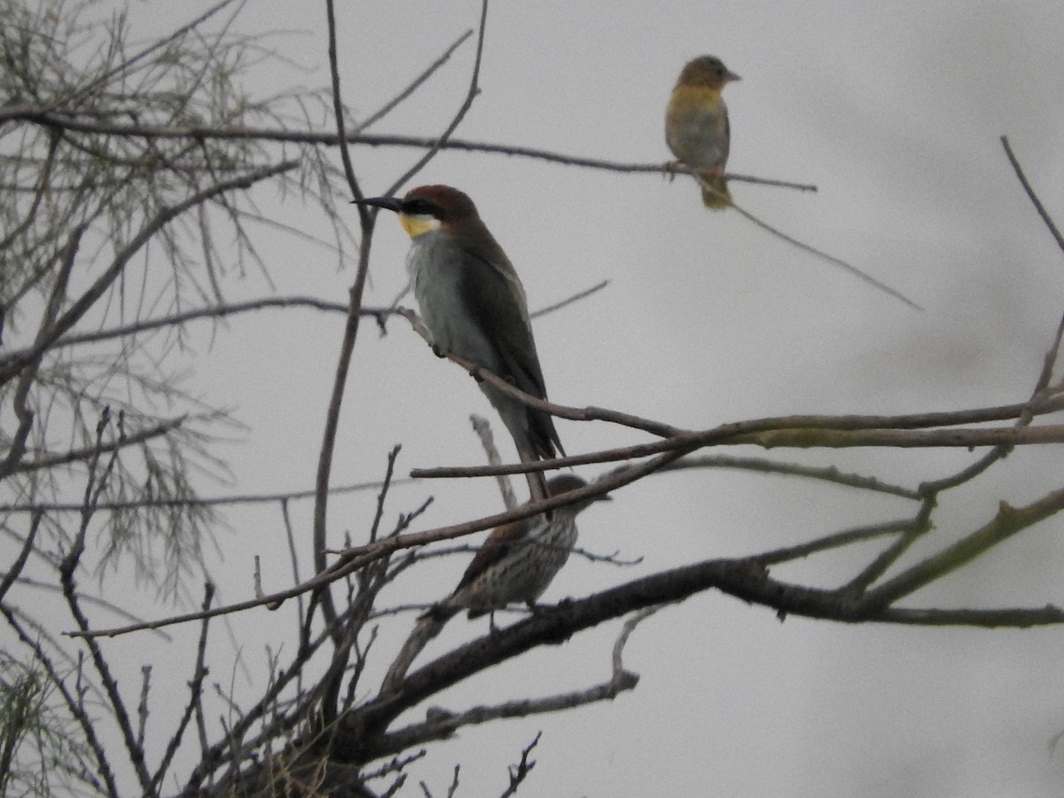 European Bee-eater - ML127980571