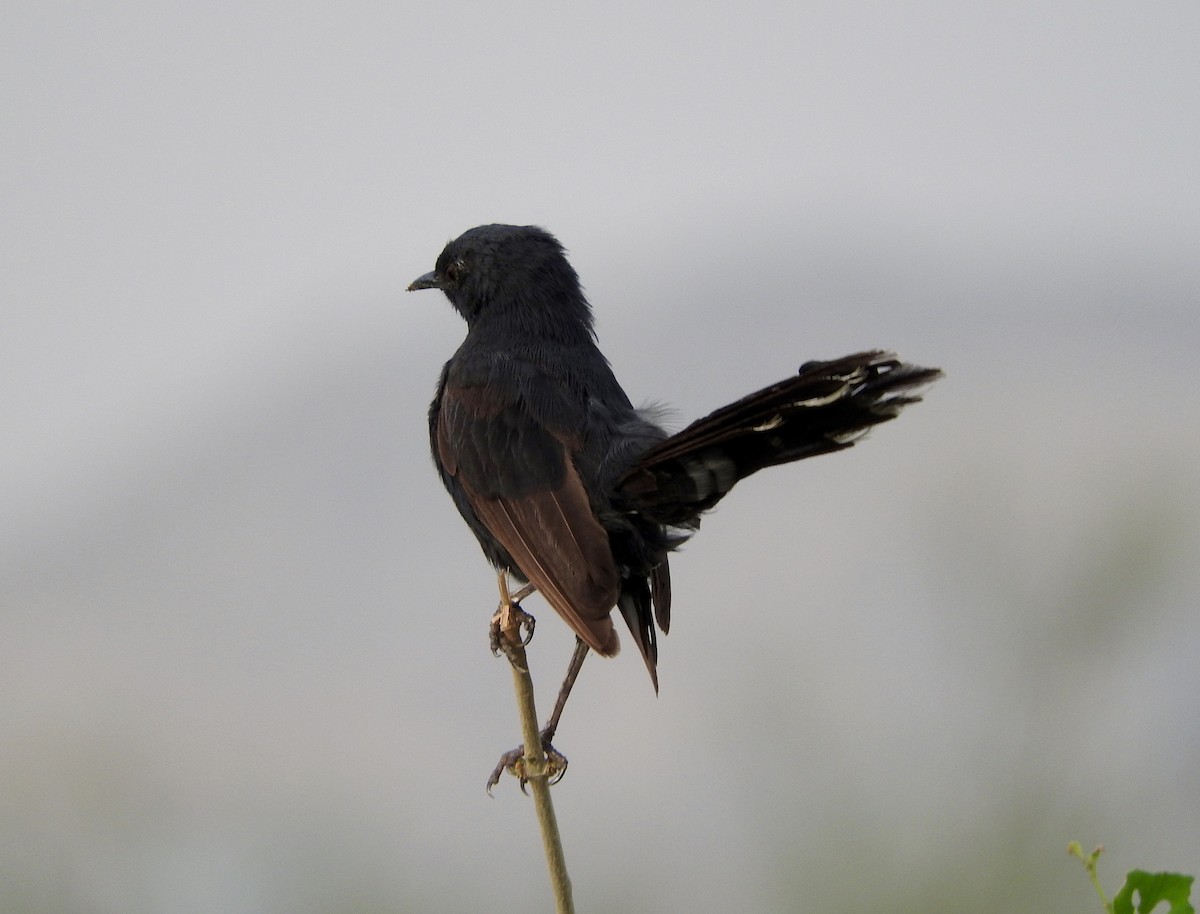 Black Scrub-Robin - ML127980631