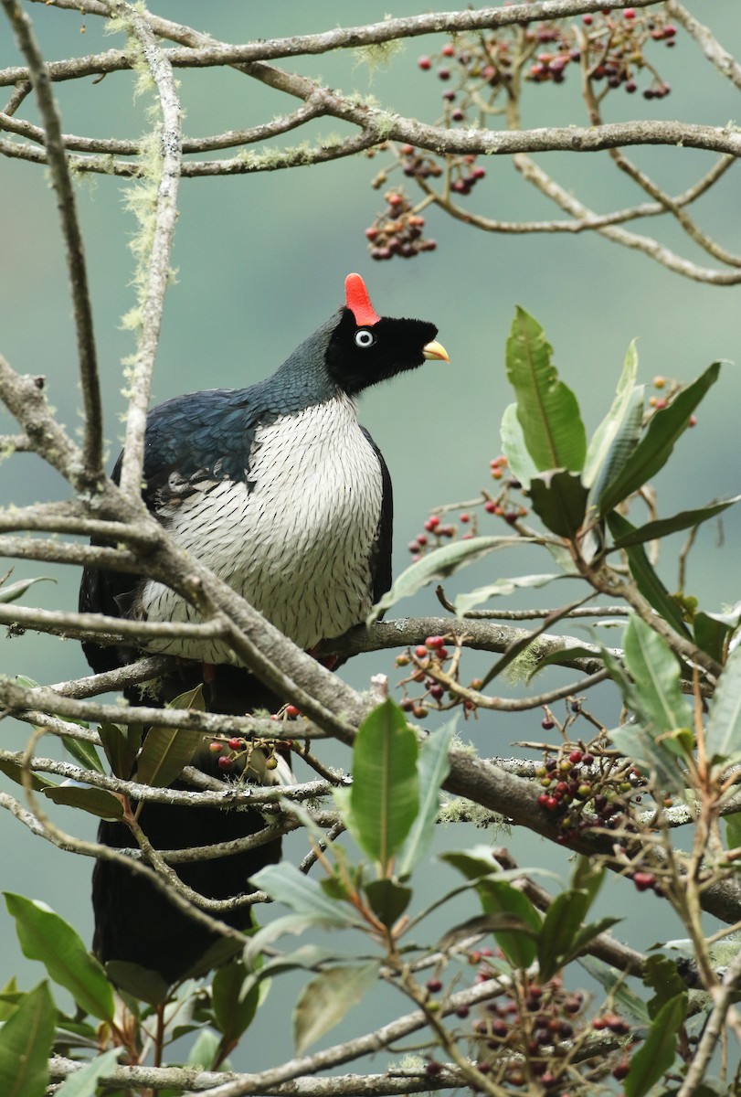 Horned Guan - ML127980701