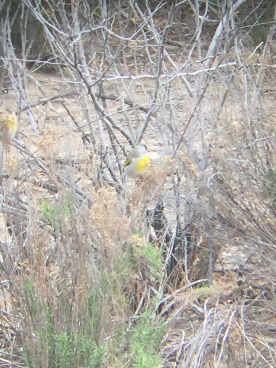 Lawrence's Goldfinch - ML127980771