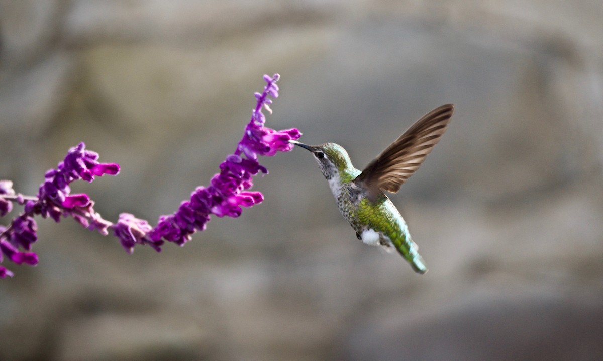 Anna's Hummingbird - ML127981041