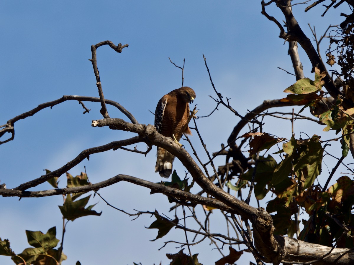 hawk sp. - ML127981111