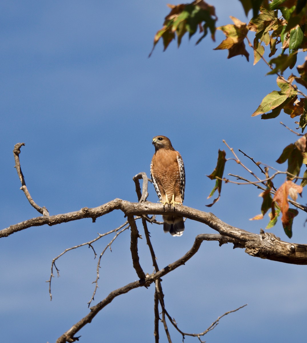 hawk sp. - ML127981121