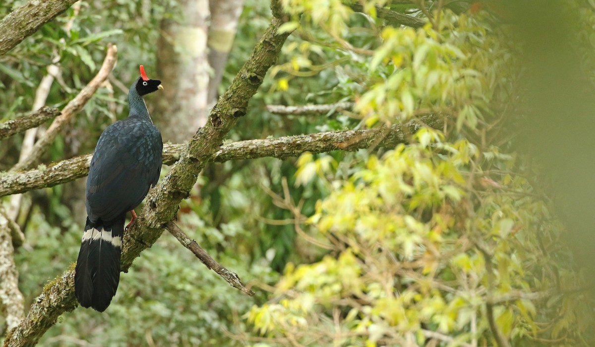 Horned Guan - ML127981251