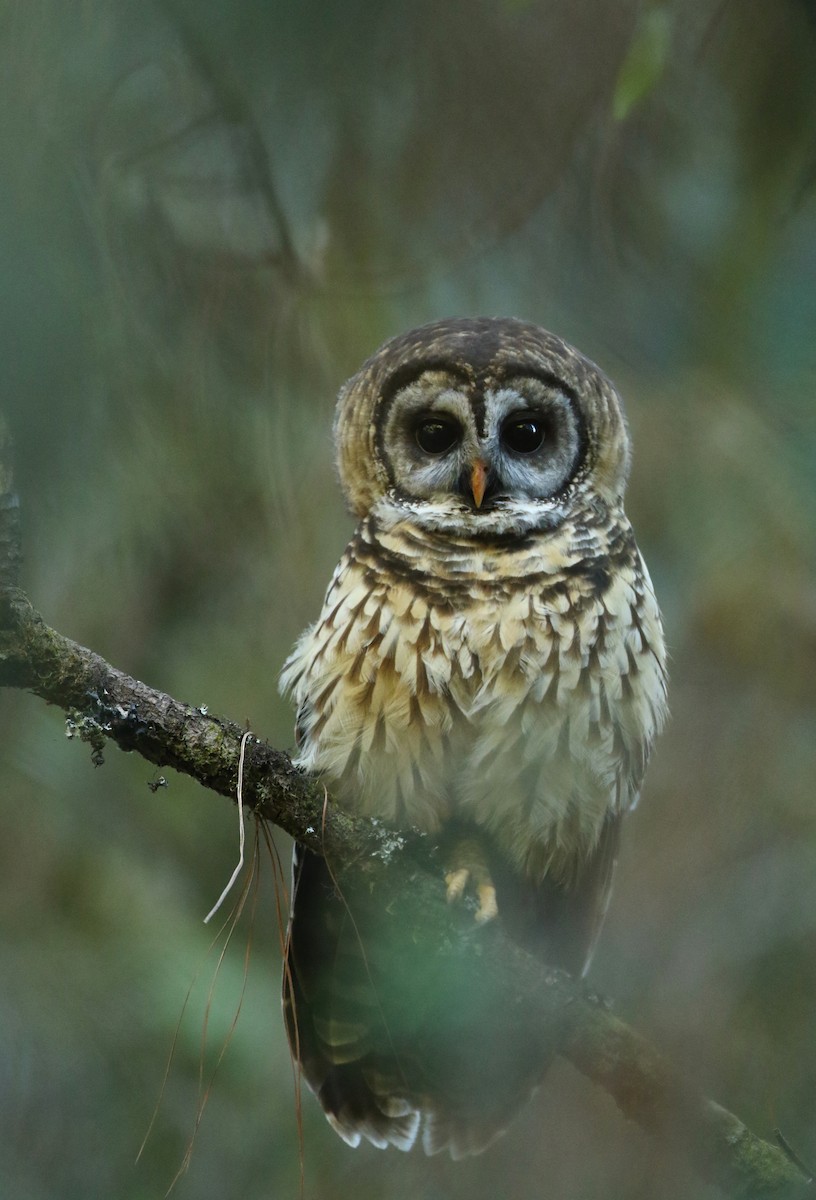 Fulvous Owl - ML127981631