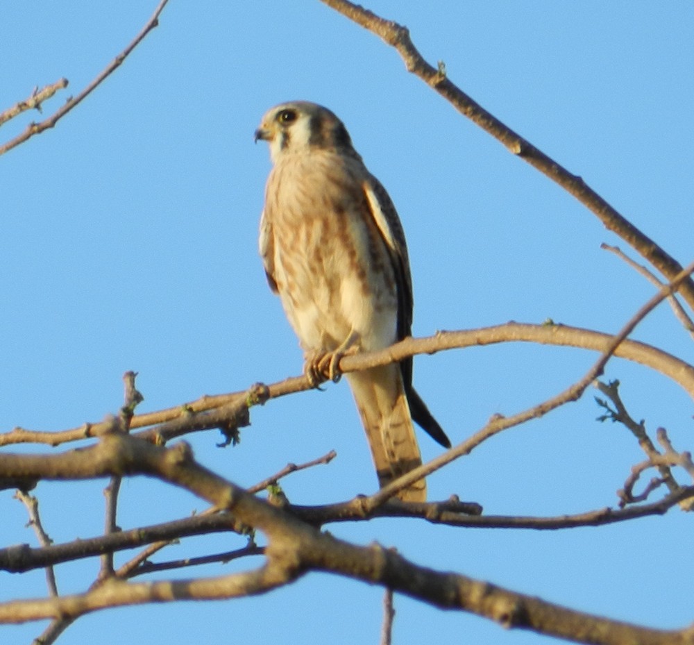 American Kestrel - ML127981751