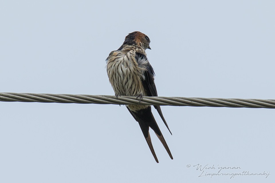 Eastern Red-rumped Swallow (Striated) - ML127982181